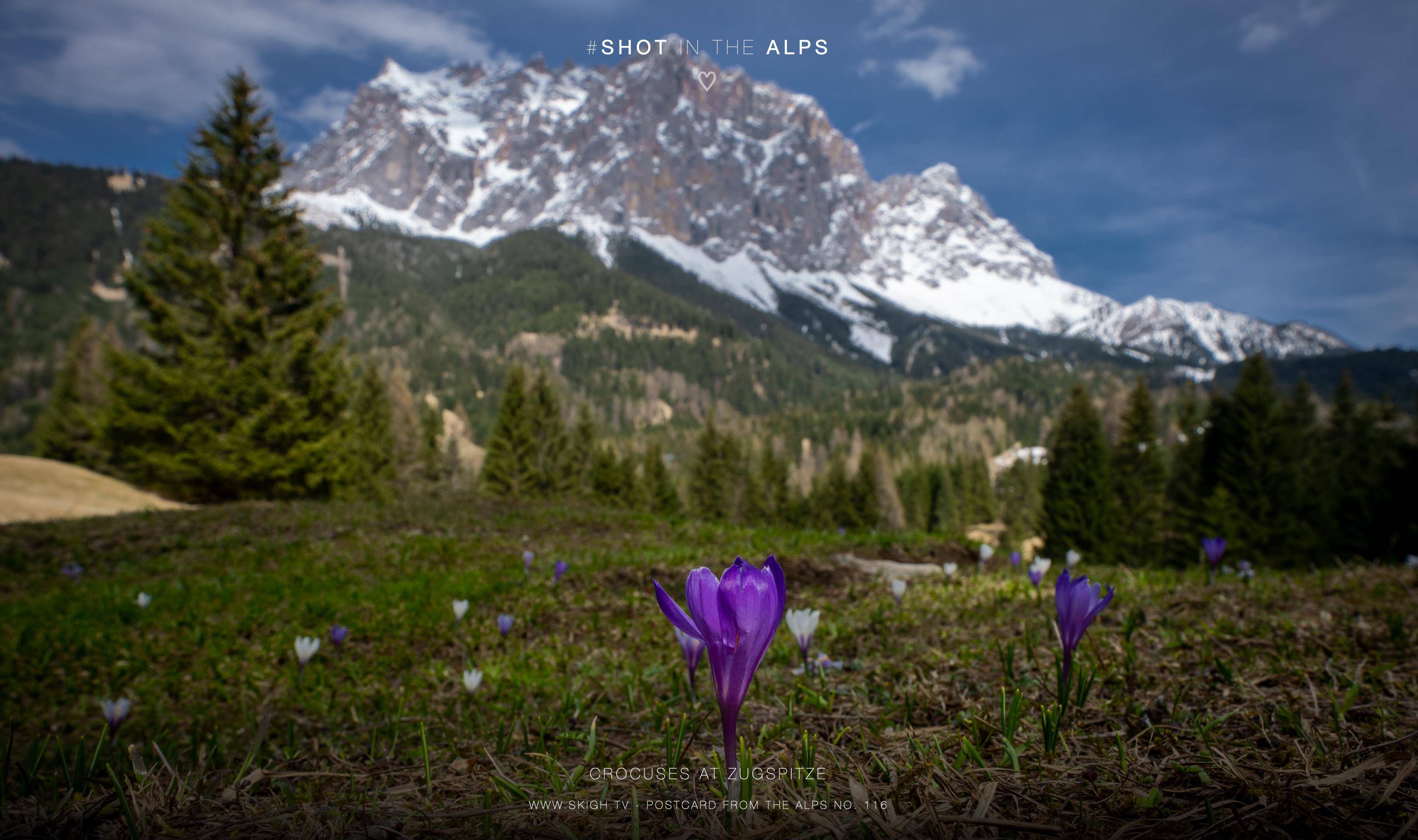 Crocuses at Zugspitze | 1/125s * f16 * ISO 250 * 20mm - 14-24mm F2.8 DG DN | Art 019 - Sony α7R V Crocuses at Zugspitze