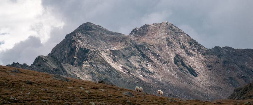 Three sheep at the Timmelsjoch