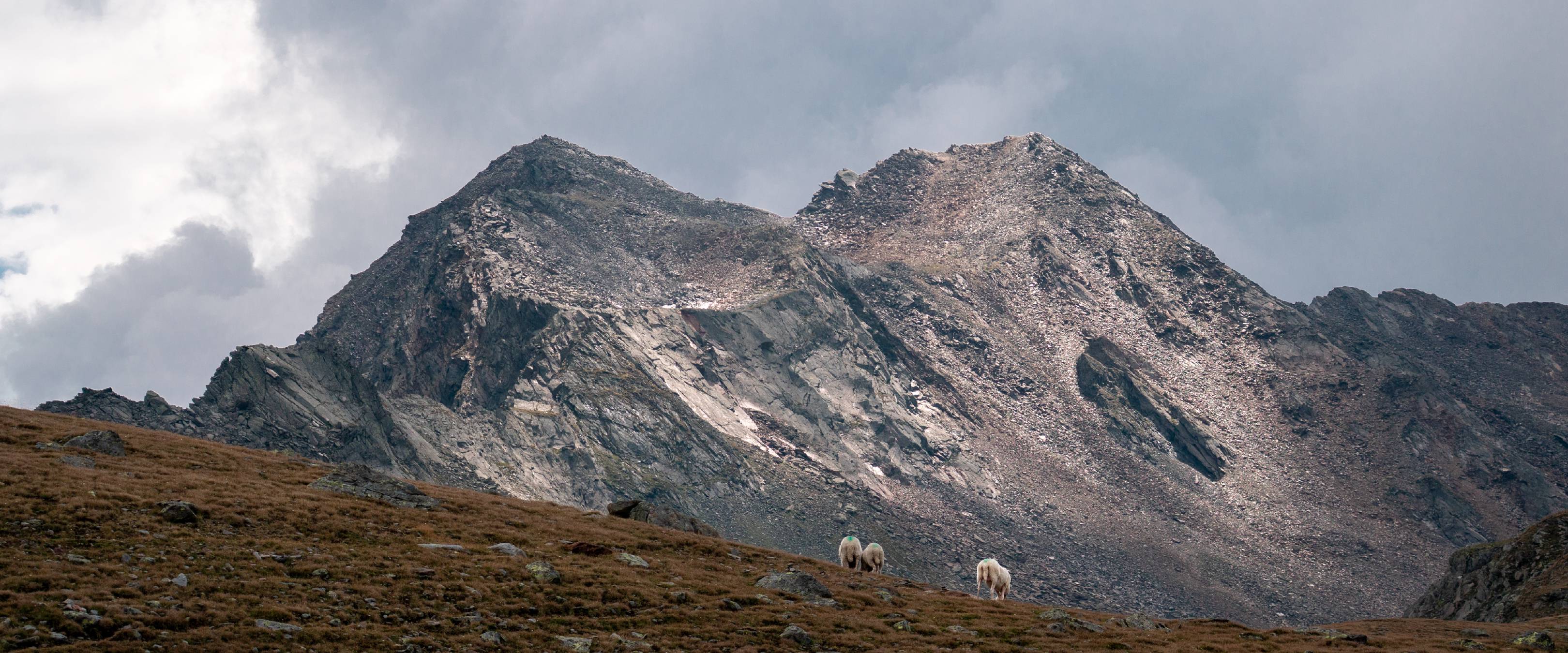 Three sheep at the Timmelsjoch | 1/640s * f4 * ISO 200 * 77mm - FE 24-105mm F4 G OSS - Sony α6500 Three sheep at the Timmelsjoch