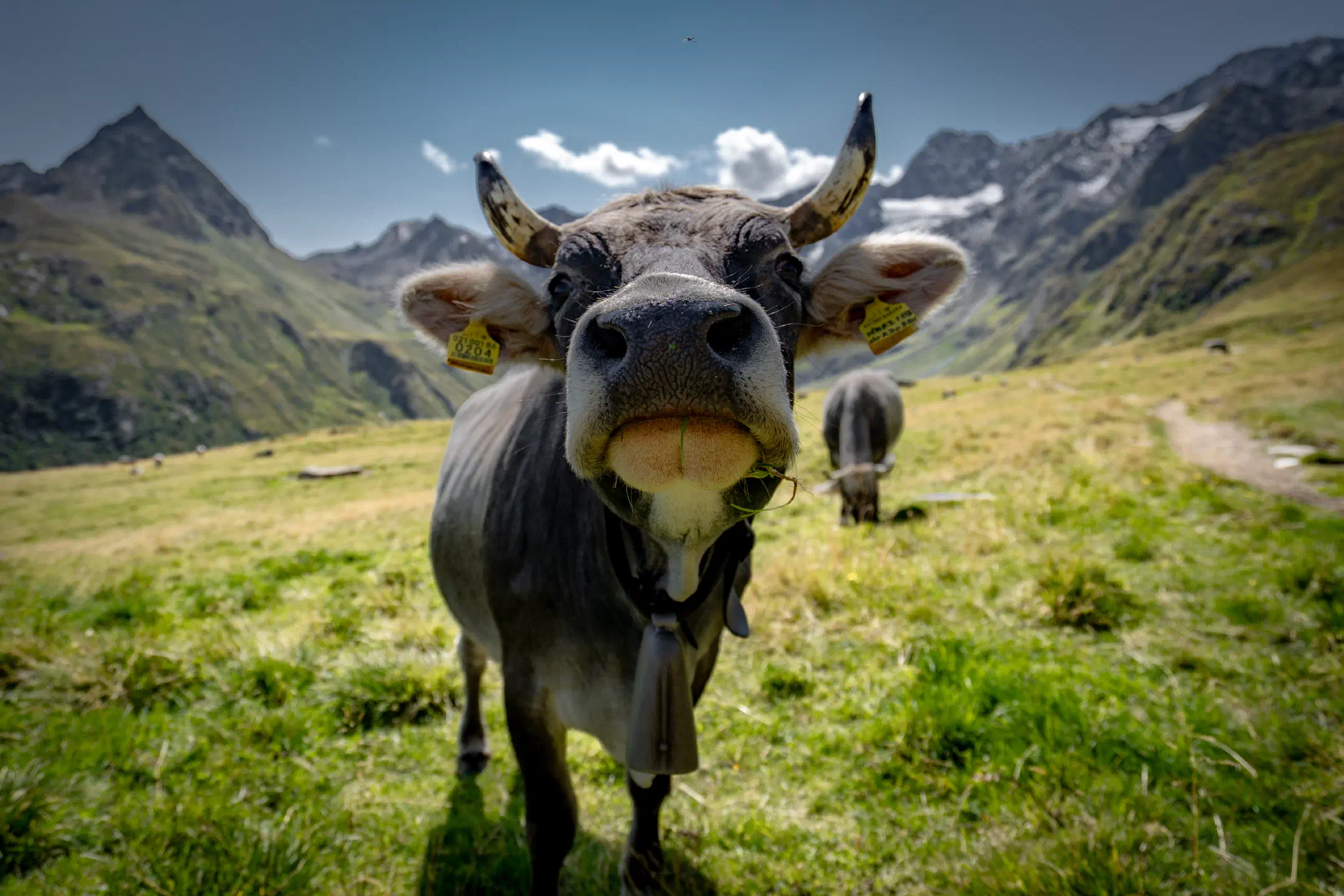 Seeber Cow