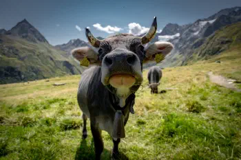 Seeber Cow