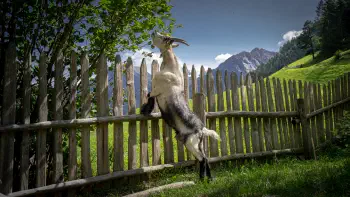 Goat's lunch