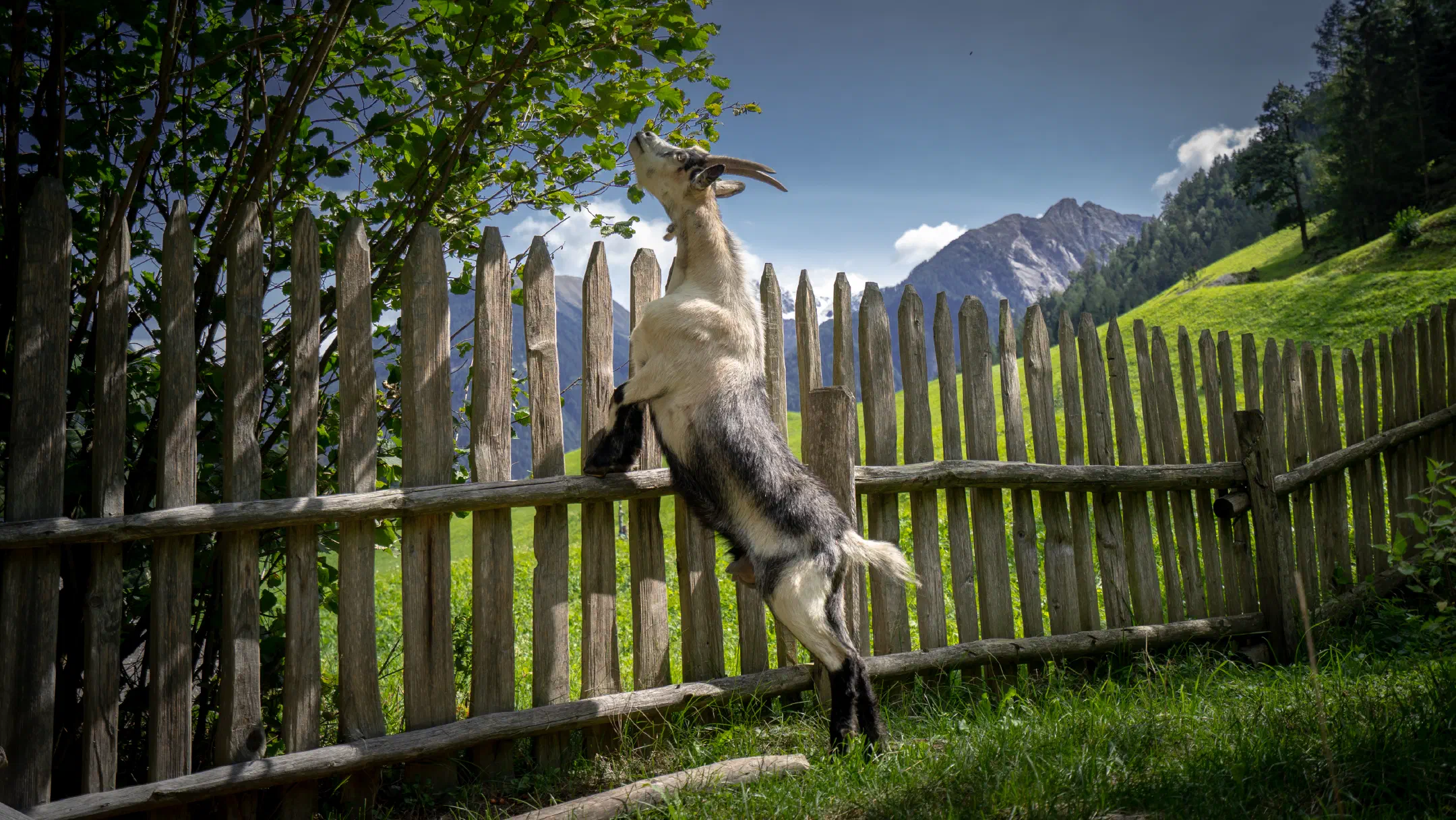 Goat's lunch