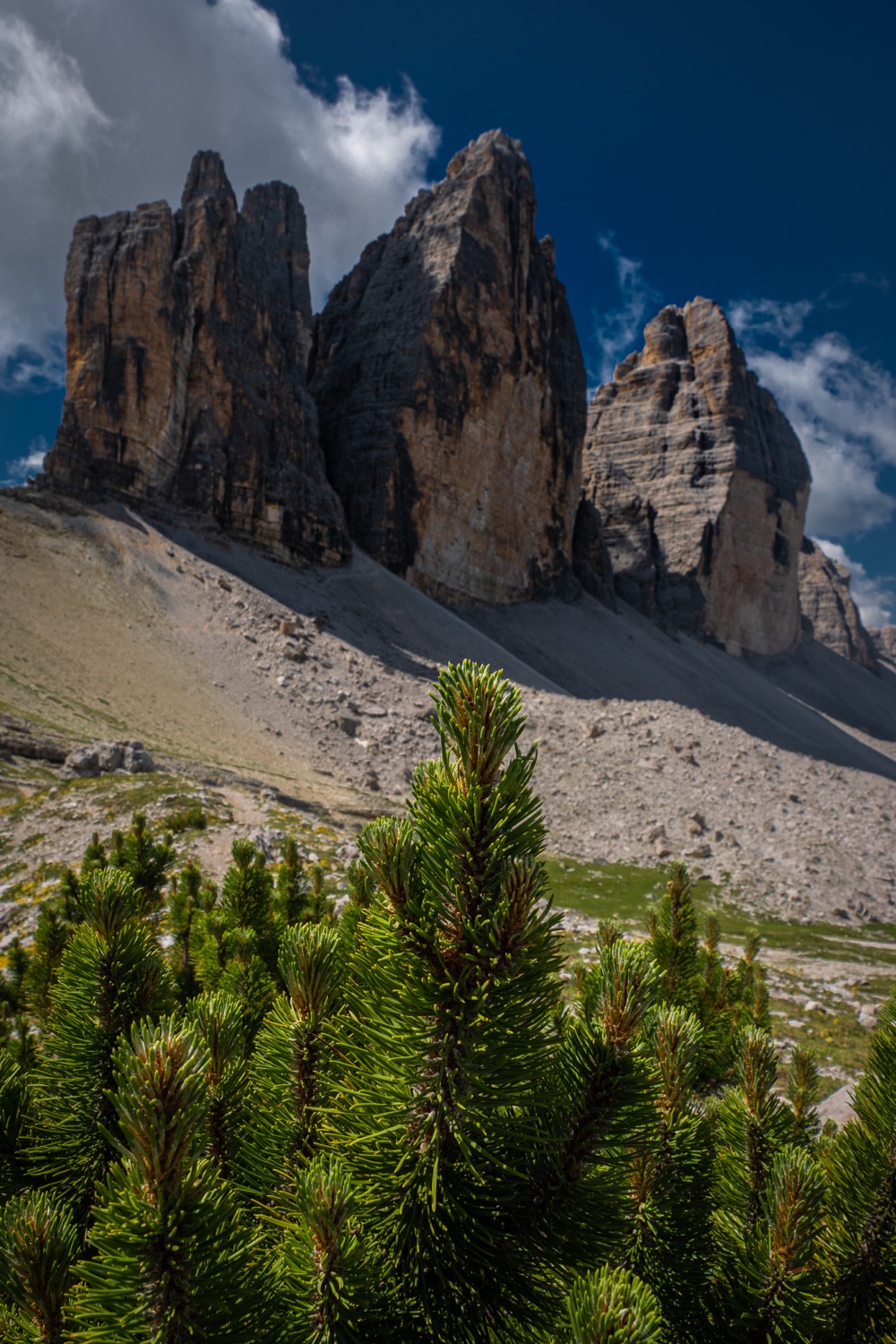 Conifer at the three peaks | 1/250s * f11 * ISO 160 * 15mm - 14-24mm F2.8 DG DN | Art 019 - Sony α7 IV Conifer at the three peaks