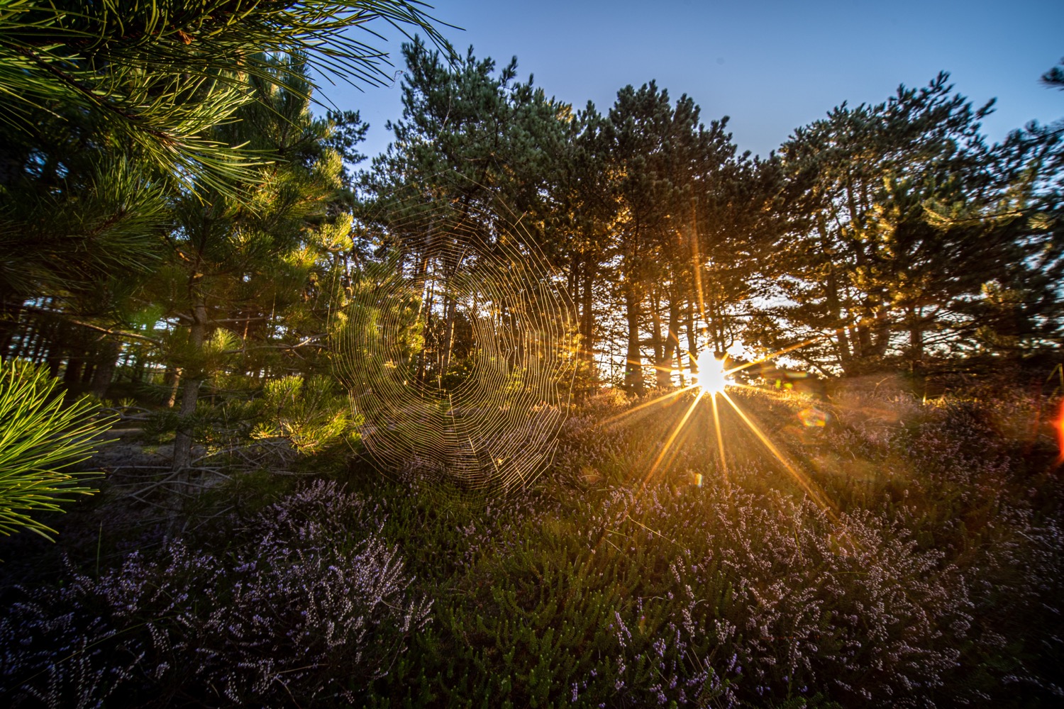 Sunrise in the dunes
