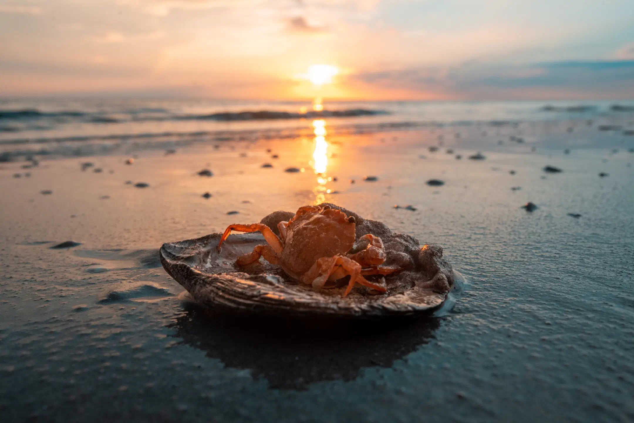Sea Crab
