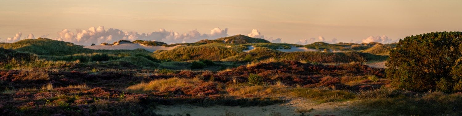 Amrum's heather