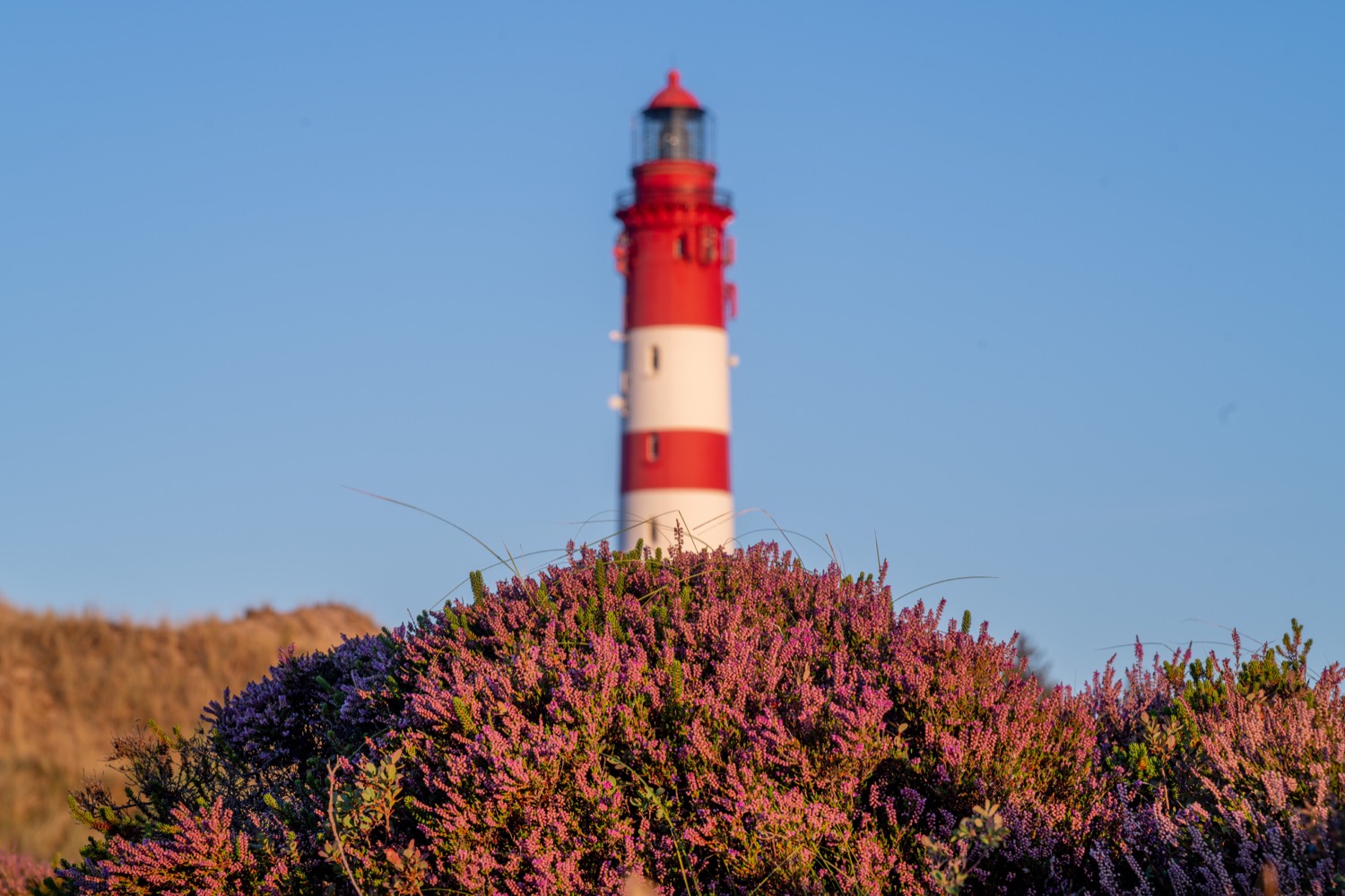 Amrum's heather