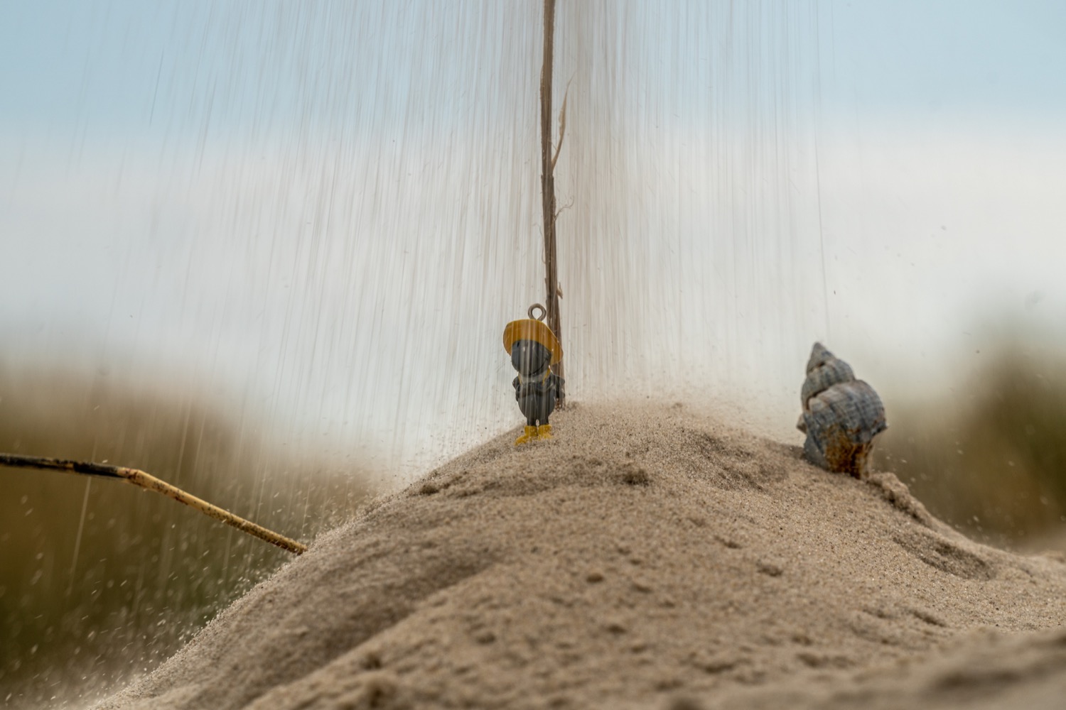 Mushrooms in the dunes