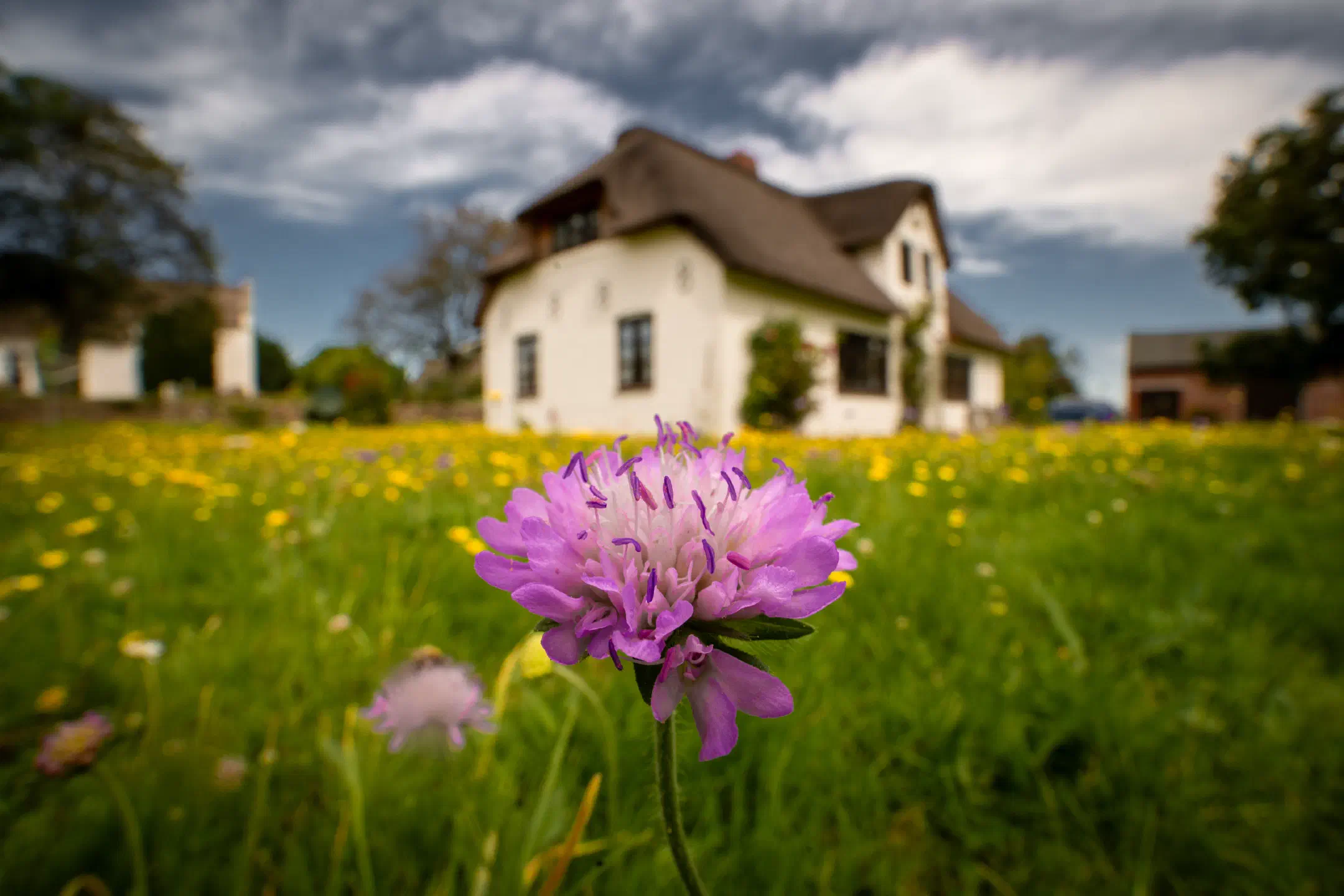 Widow Flower