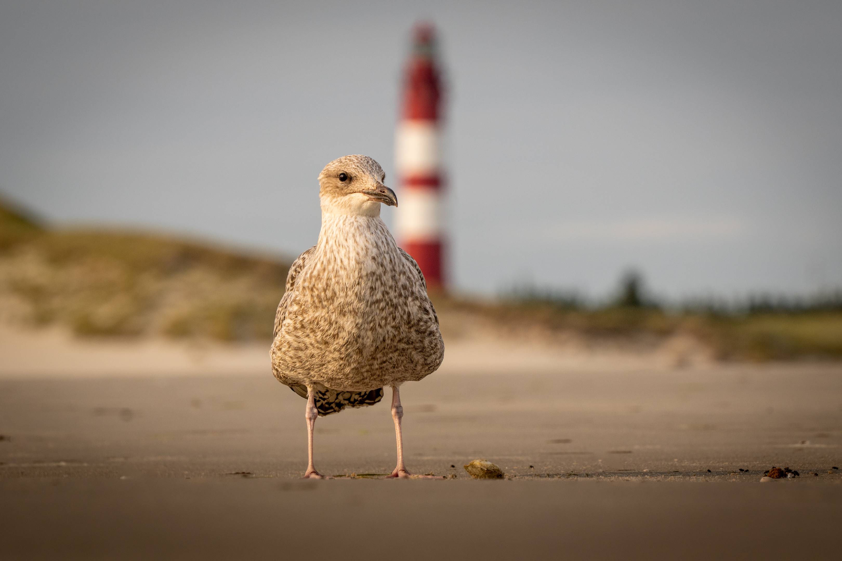 Seagull and Lighthouse