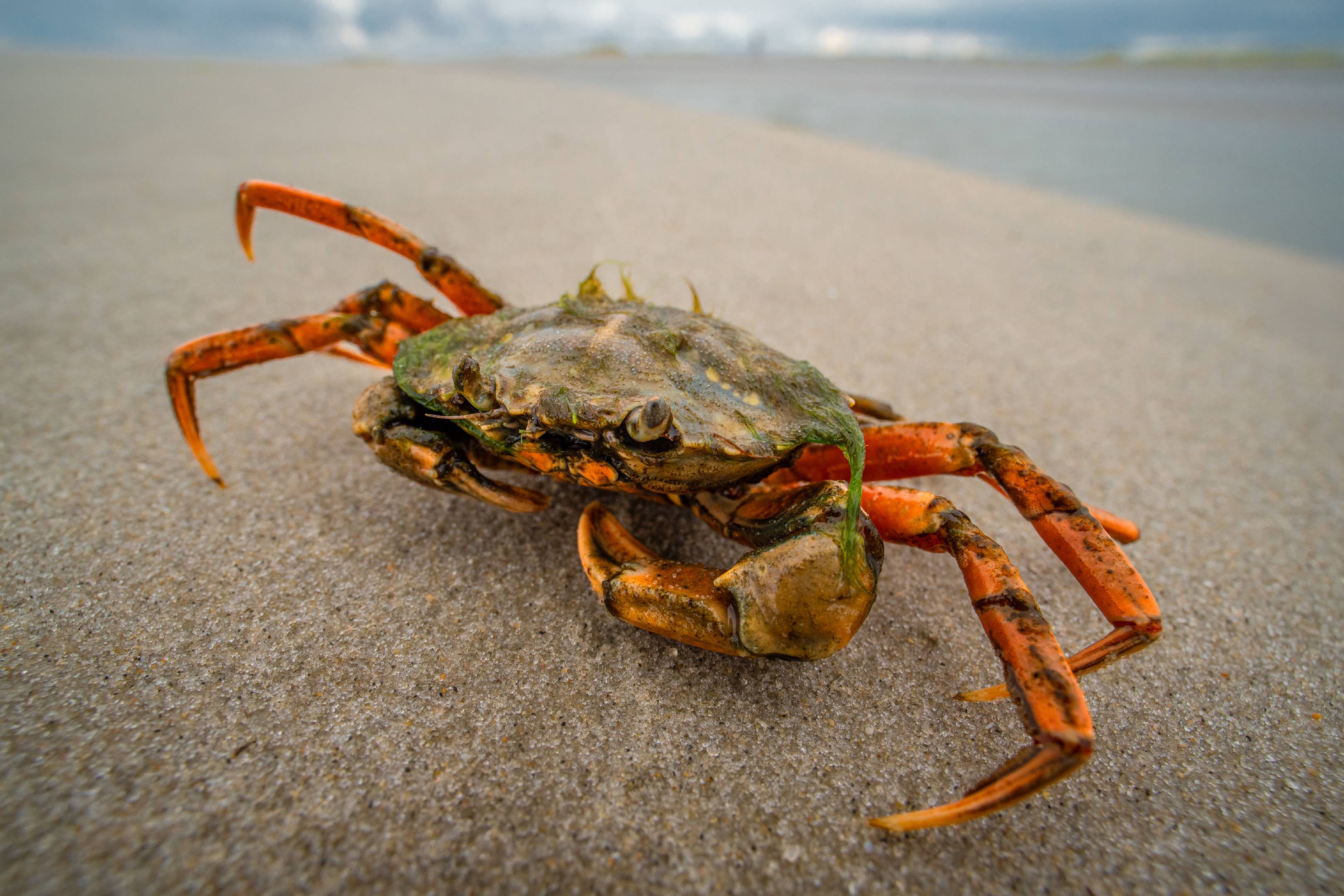 Crab