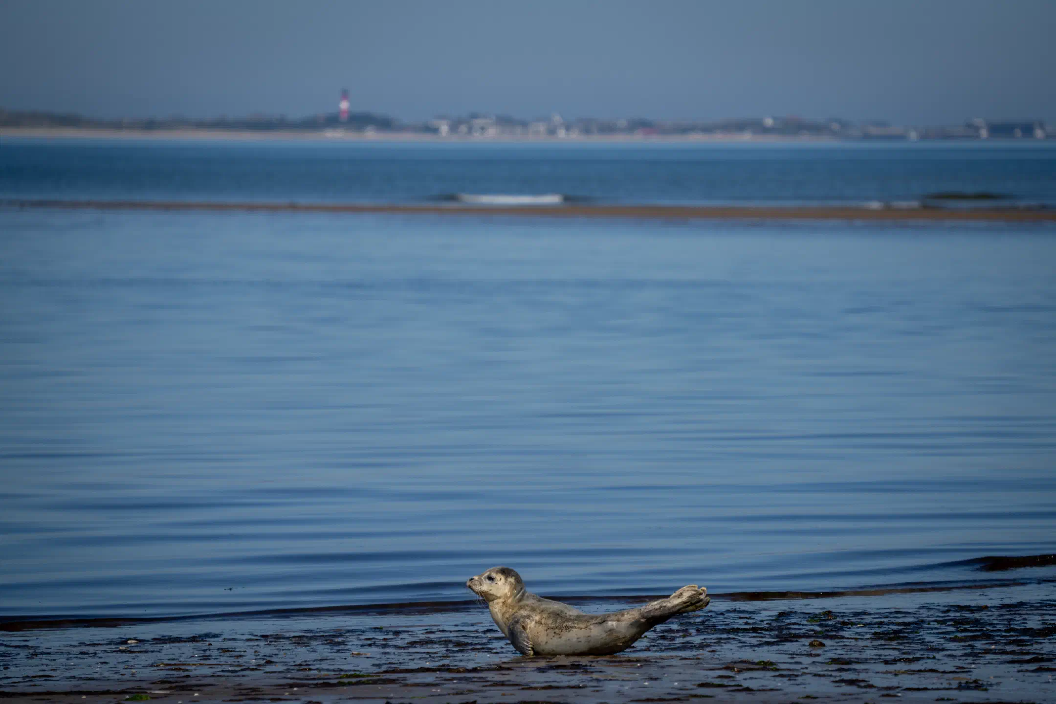 Seal and Sylt