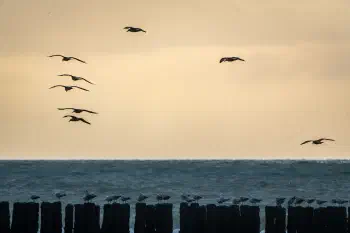 (North) Seagulls