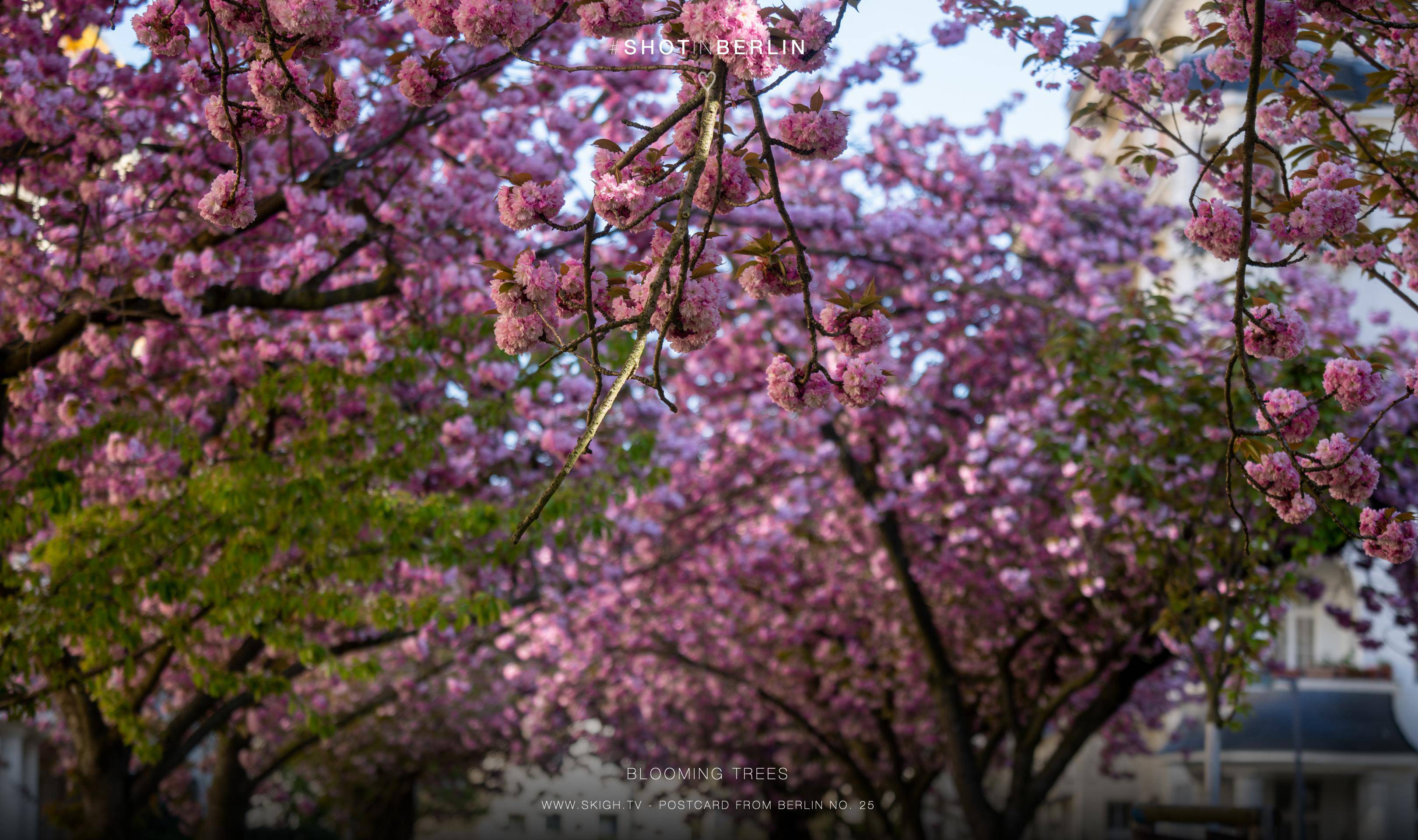 Blooming Trees | 1/125s * f5 * ISO 125 * 113mm - FE 70-300mm F4.5-5.6 G OSS - Sony α7R V Blooming Trees