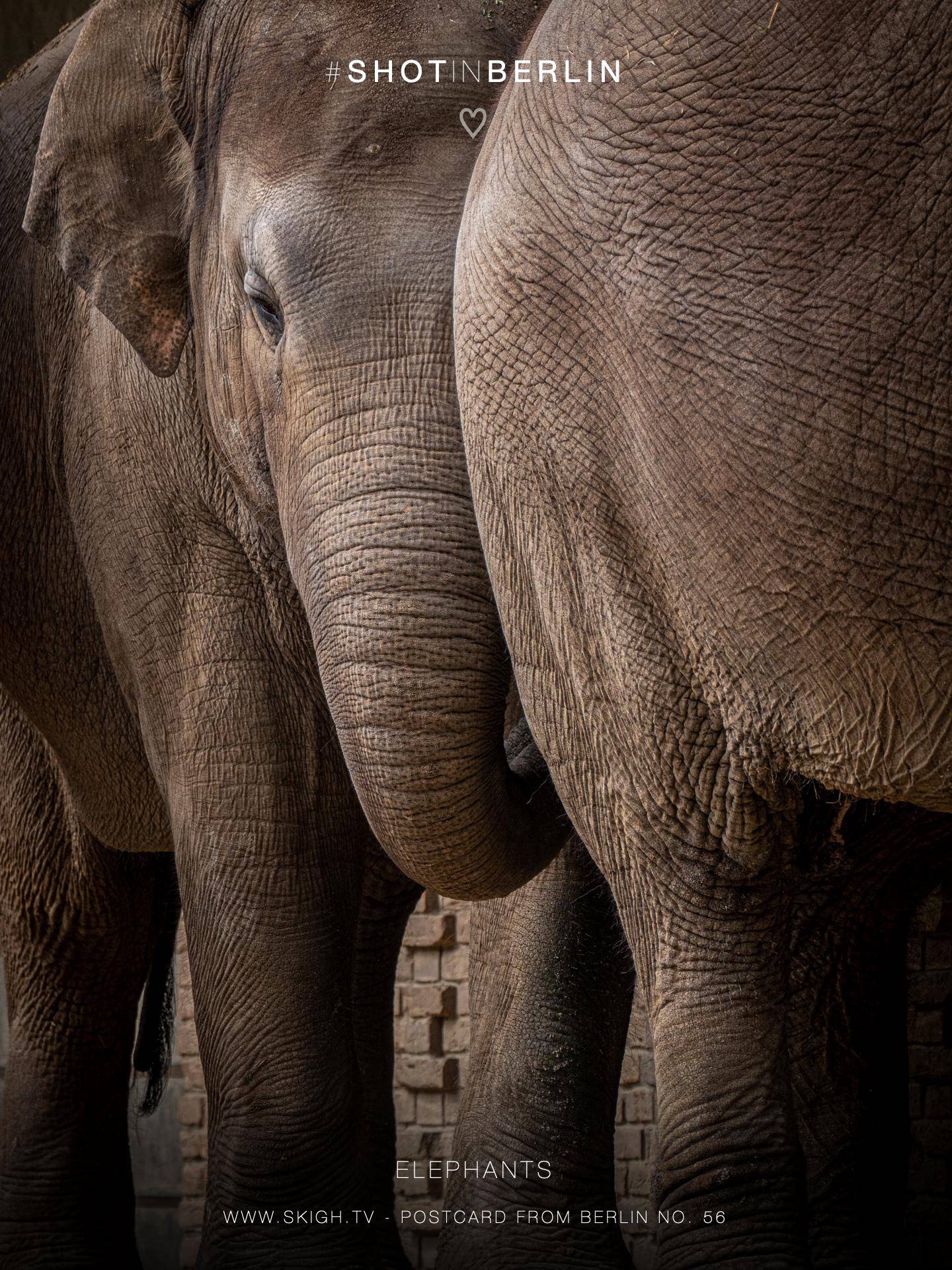 Elephants | 1/500s * f5.6 * ISO 640 * 300mm - FE 70-300mm F4.5-5.6 G OSS - Sony α7R V Elephants