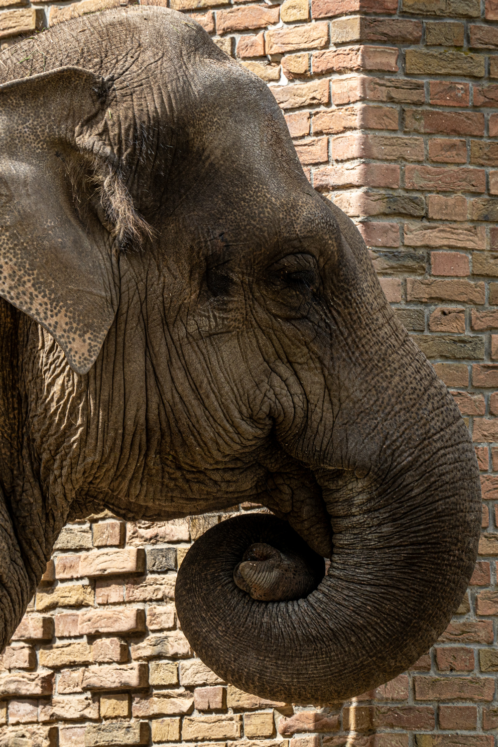 Elephants | 1/500s * f5.6 * ISO 640 * 300mm - FE 70-300mm F4.5-5.6 G OSS - Sony α7R V Elephants