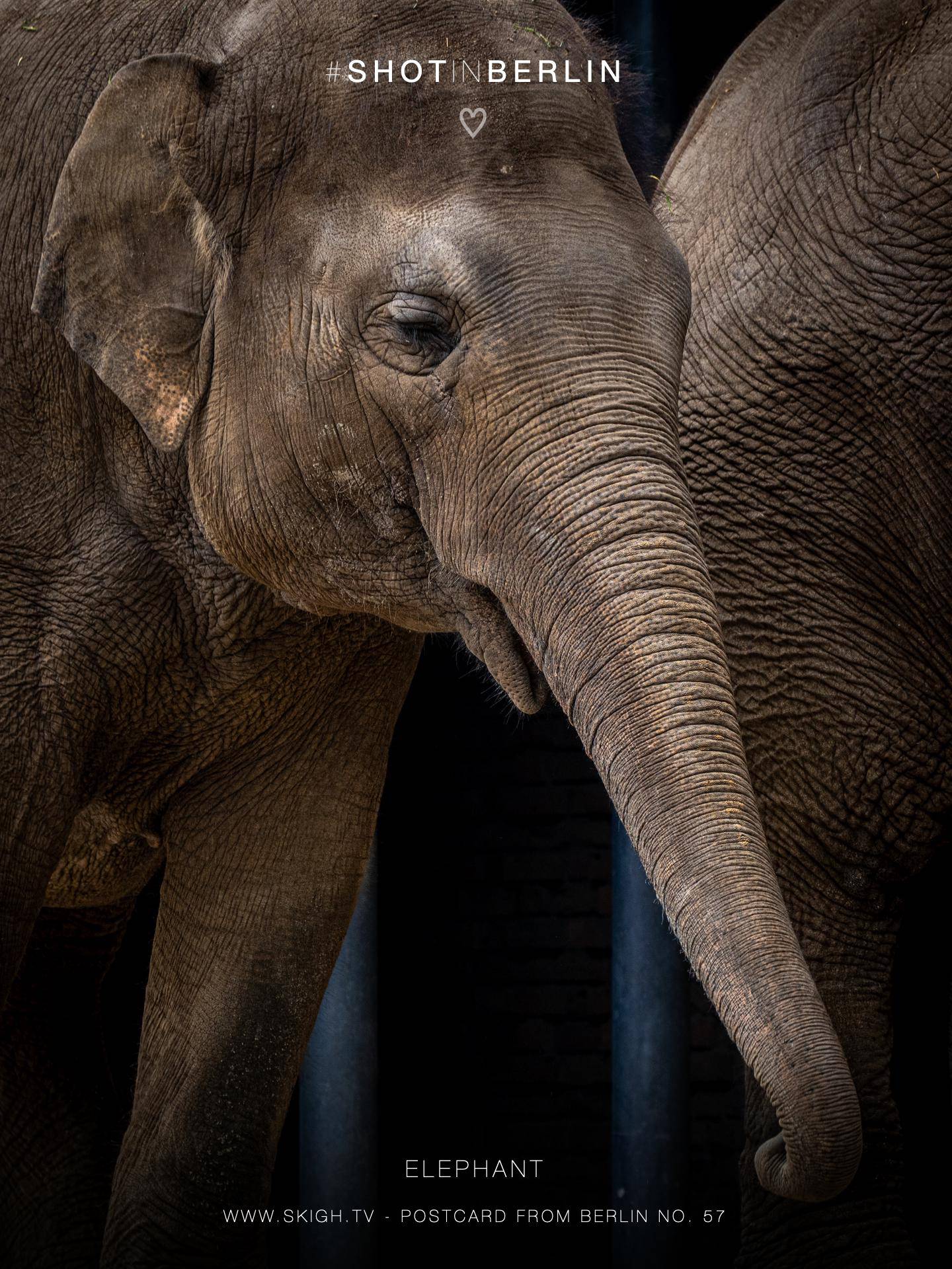 Elephant | 1/500s * f5.6 * ISO 500 * 300mm - FE 70-300mm F4.5-5.6 G OSS - Sony α7R V Elephant