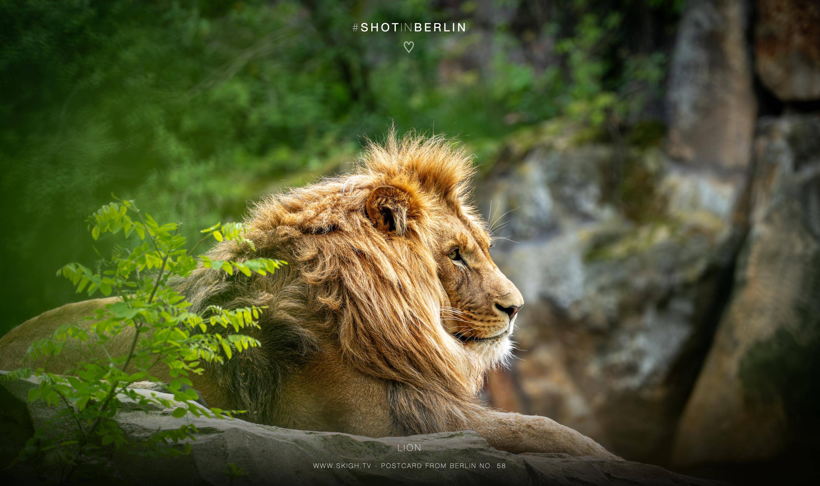 Lion | 1/500s * f5.6 * ISO 800 * 300mm - FE 70-300mm F4.5-5.6 G OSS - Sony α7R V Lion