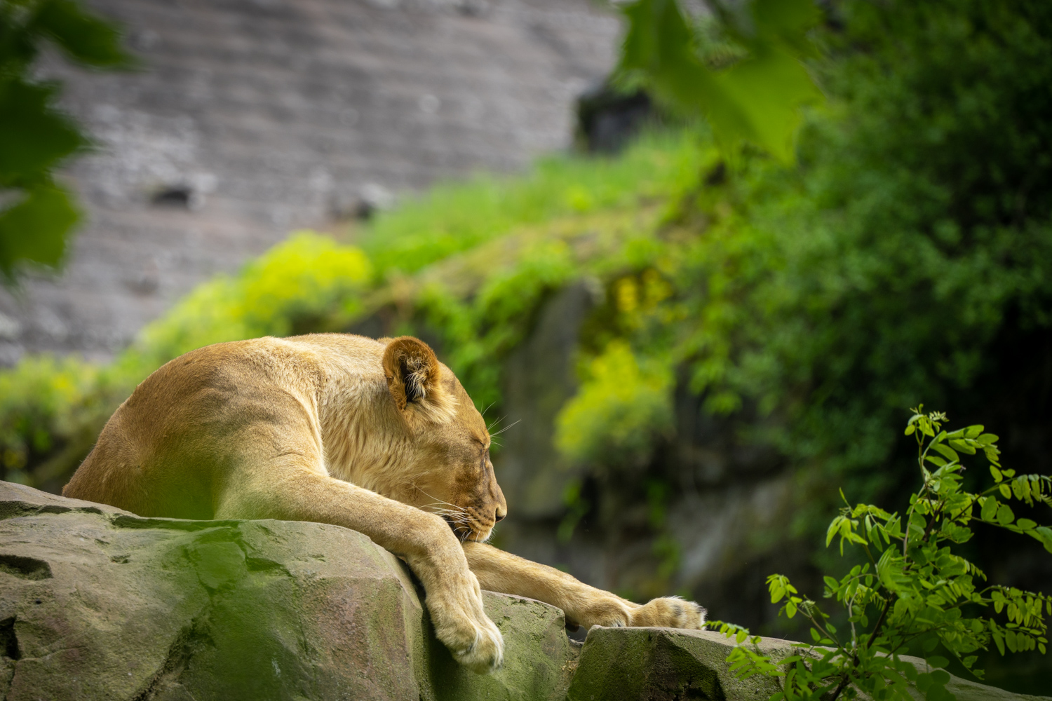 Lion | 1/500s * f5.6 * ISO 800 * 300mm - FE 70-300mm F4.5-5.6 G OSS - Sony α7R V Lion