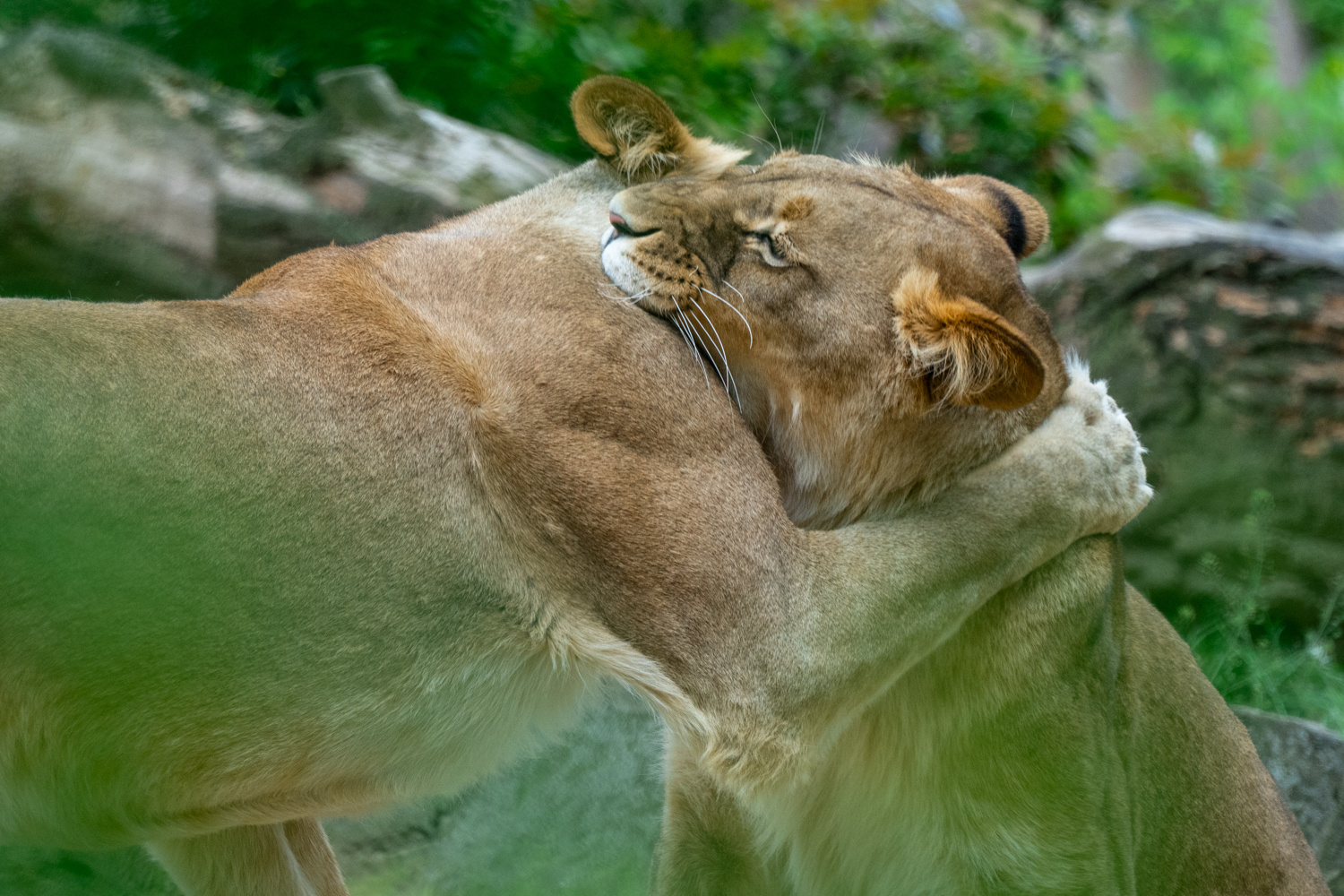 Lioness | 1/500s * f5.6 * ISO 500 * 300mm - FE 70-300mm F4.5-5.6 G OSS - Sony α7R V Lioness