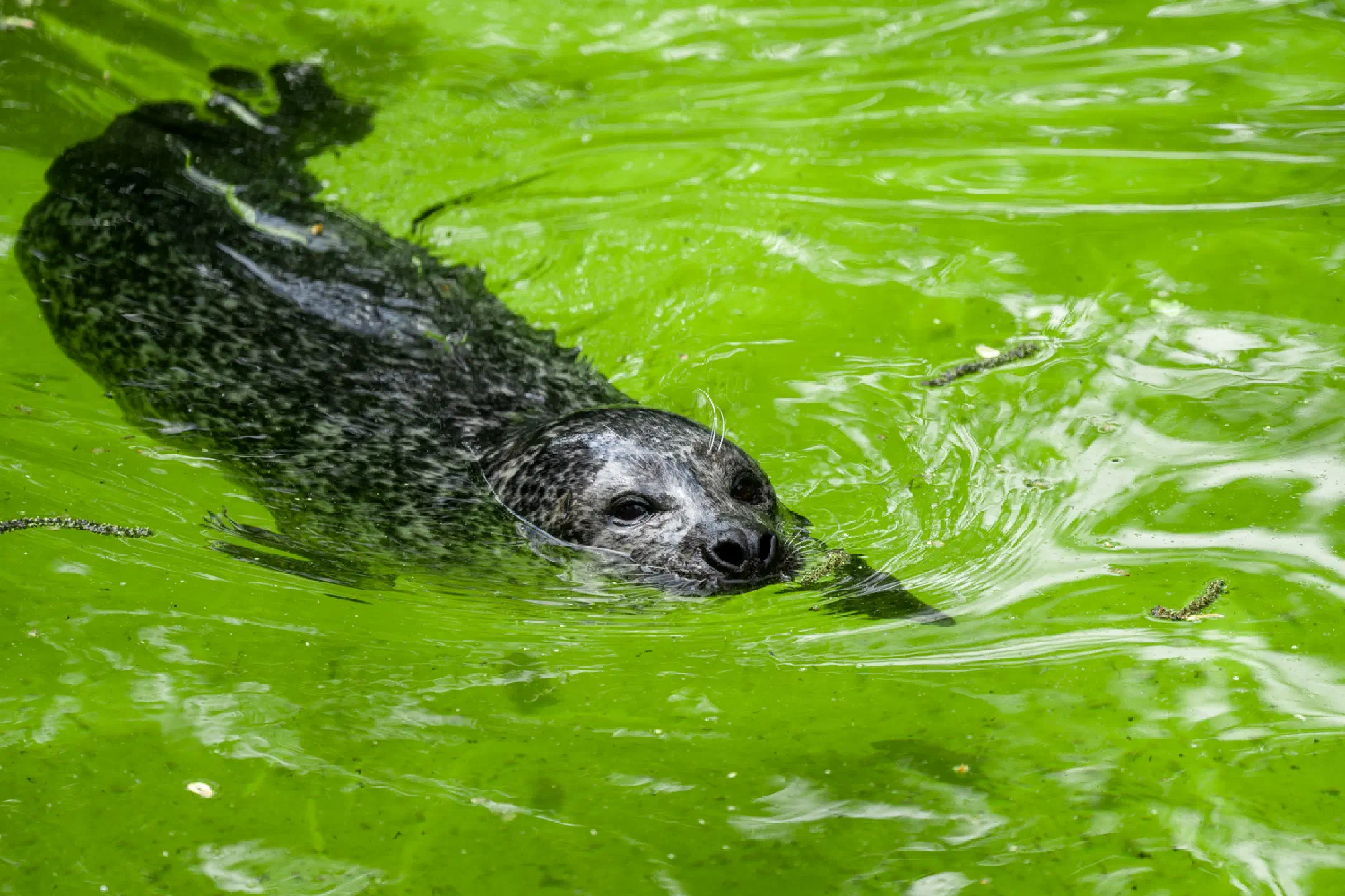 Seal siesta
