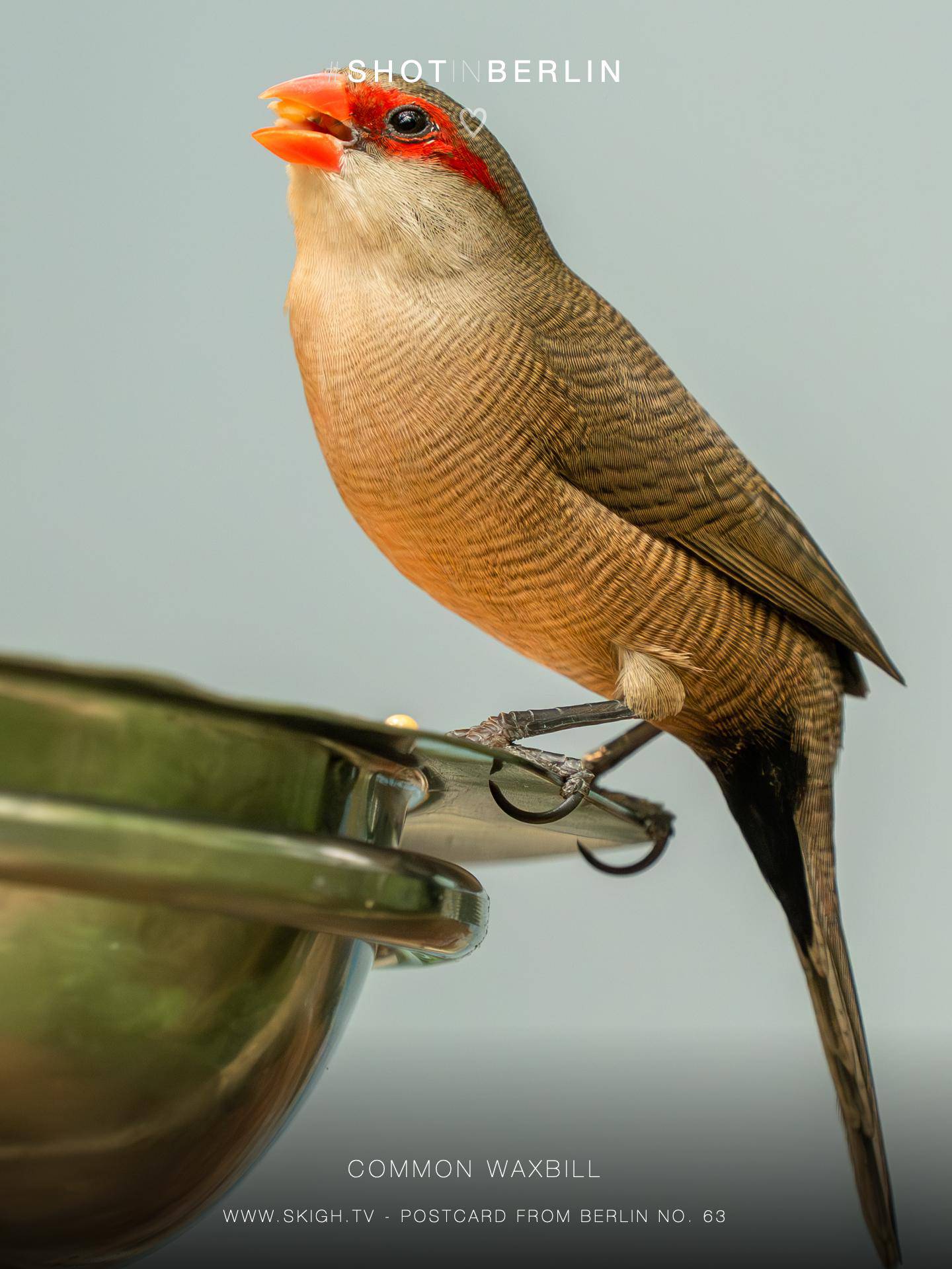 Common waxbill | 1/500s * f5.6 * ISO 1250 * 300mm - FE 70-300mm F4.5-5.6 G OSS - Sony α7R V Common waxbill
