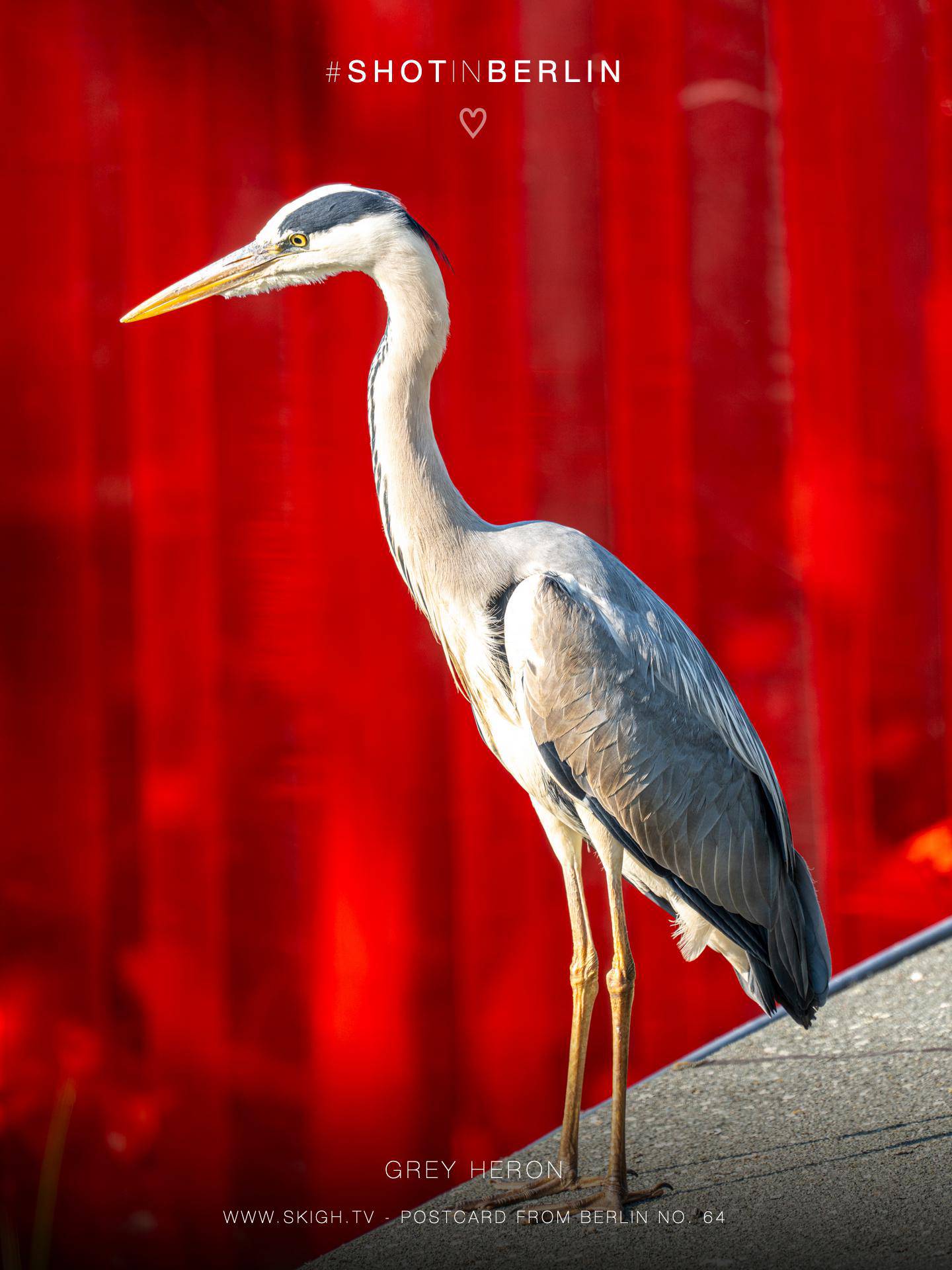 Grey Heron | 1/250s * f5.6 * ISO 125 * 300mm - FE 70-300mm F4.5-5.6 G OSS - Sony α7R V Grey Heron