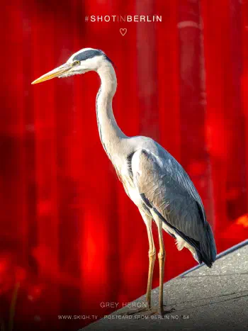 Grey Heron