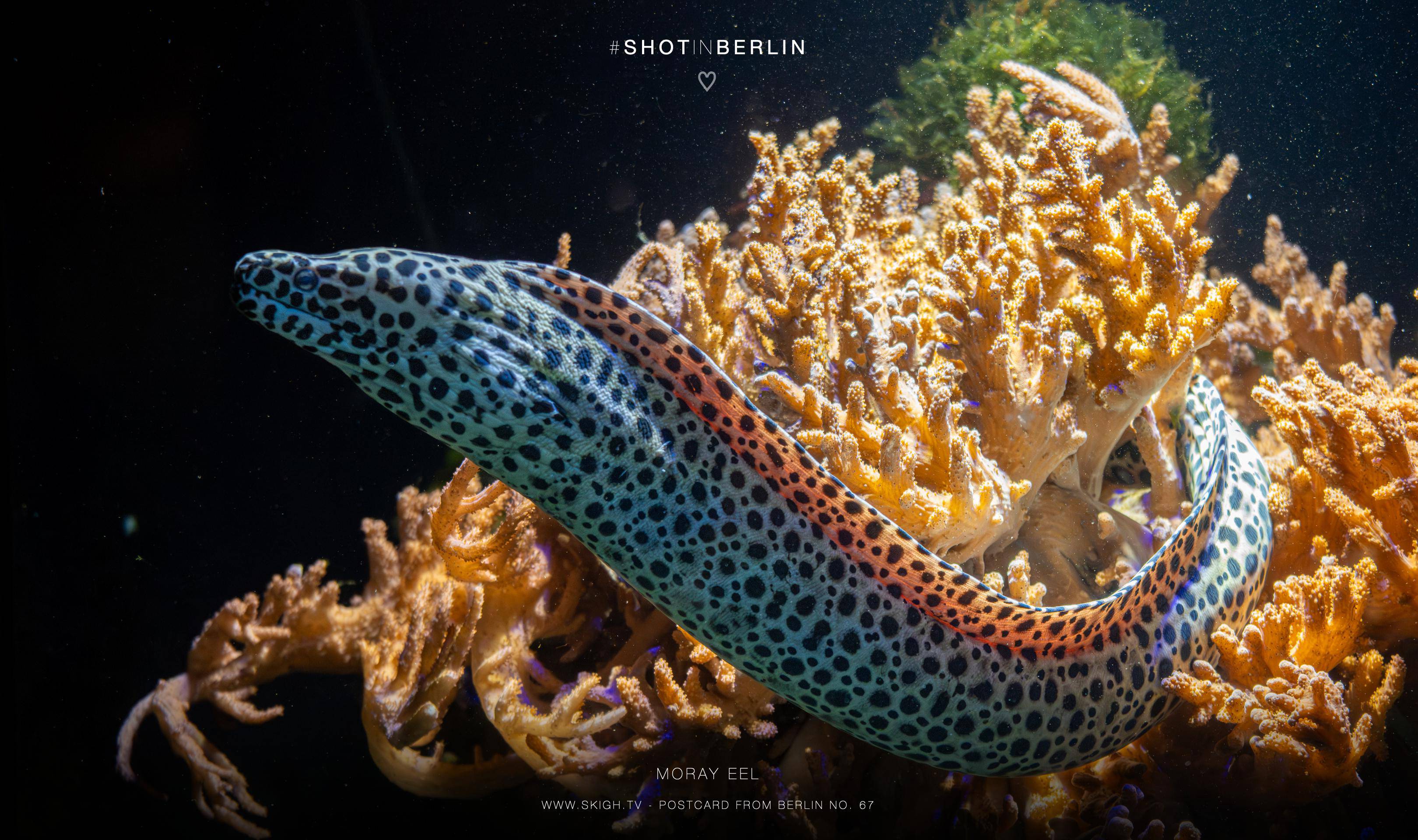 Moray eel | 1/250s * f5 * ISO 5000 * 97mm - FE 70-300mm F4.5-5.6 G OSS - Sony α7R V Moray eel