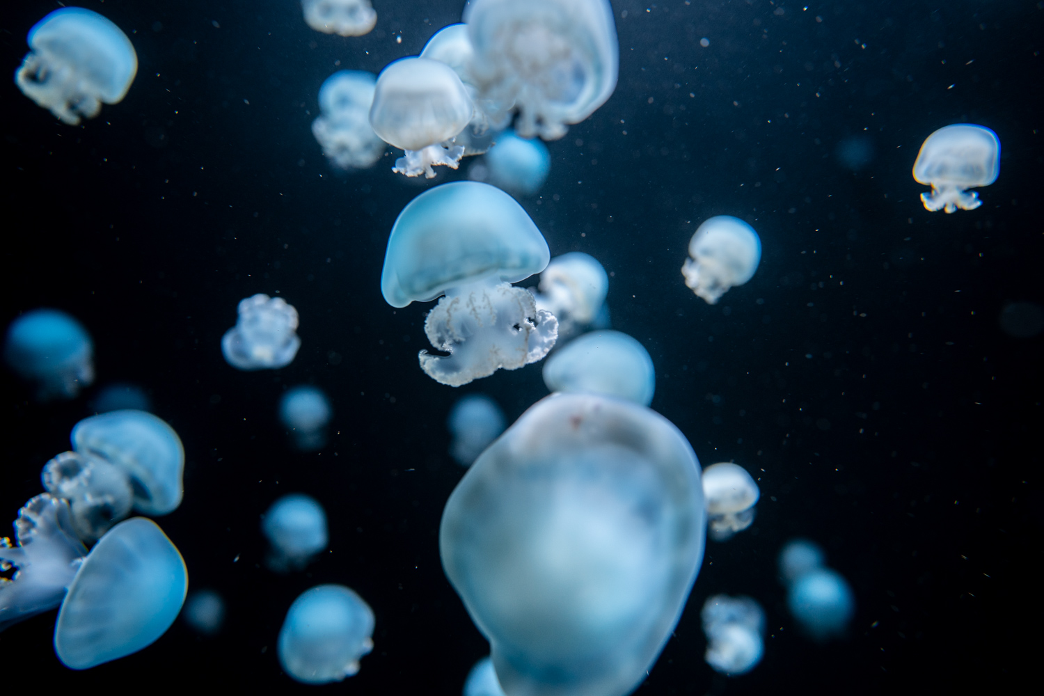 Cannonball jellyfish | 1/125s * f2.8 * ISO 800 * 24mm - FE 24mm F1.4 GM - Sony α7 IV Cannonball jellyfish