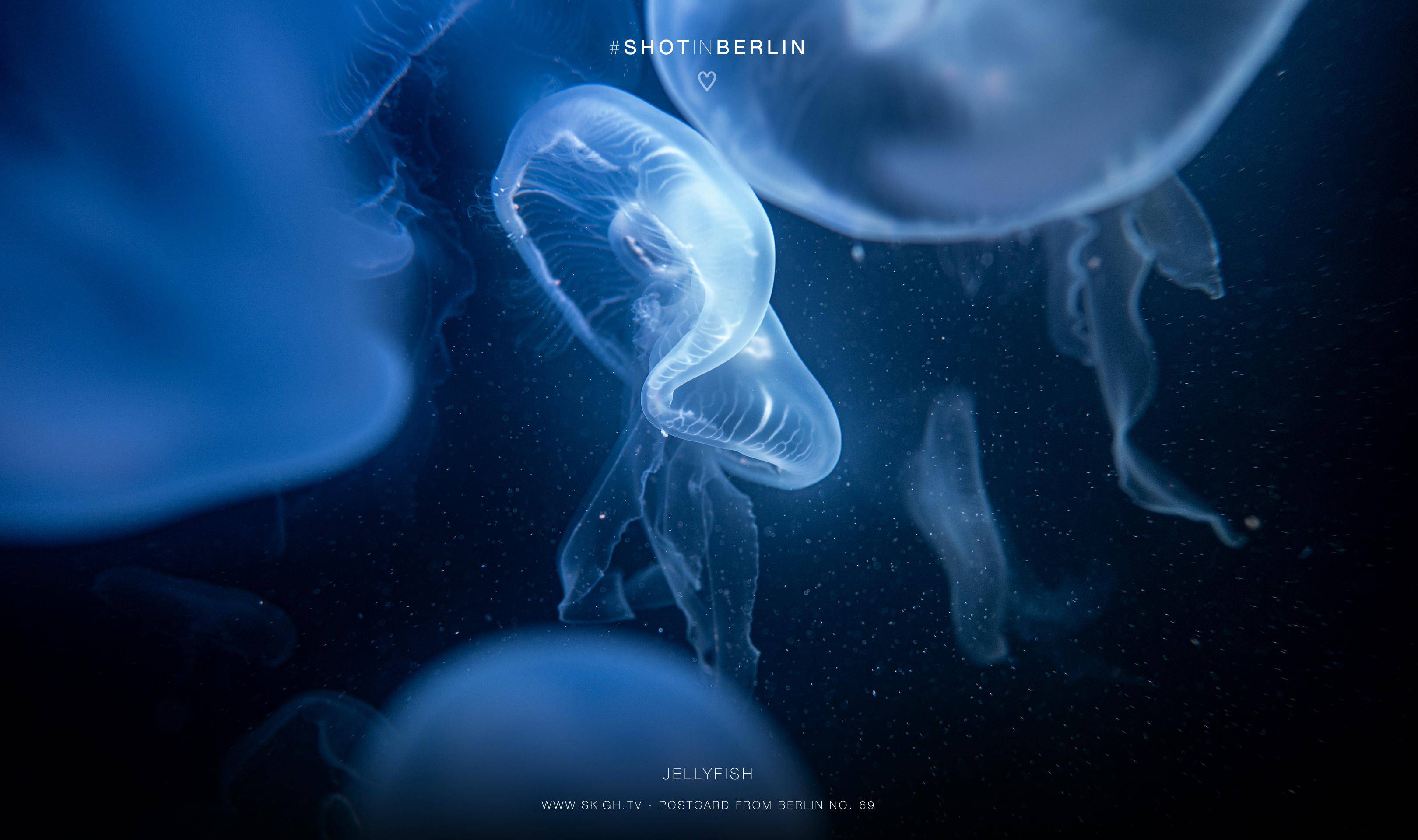 Jellyfish | 1/125s * f1.4 * ISO 400 * 24mm - FE 24mm F1.4 GM - Sony α7 IV Jellyfish