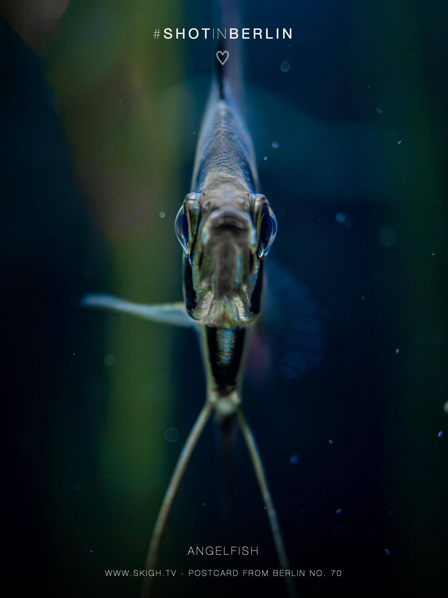 Angelfish | 1/250s * f1.4 * ISO 8000 * 24mm - FE 24mm F1.4 GM - Sony α7 IV Angelfish