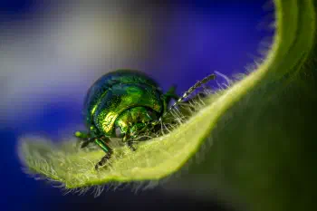 Green Dock Beetle | Green Dock Beetle