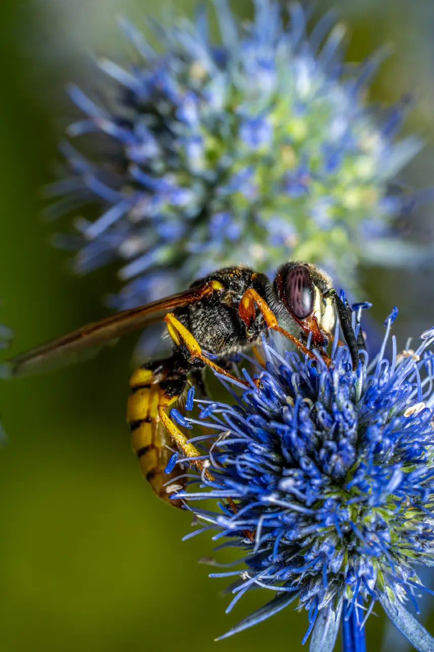 European beewolf | European beewolf