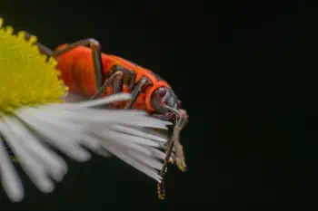 European Firebug