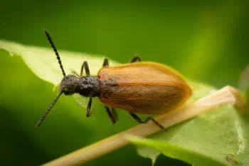 Rough-haired Lagria Beetle
