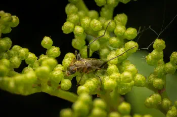common grammoptera