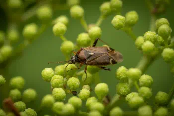 handsome plant bug