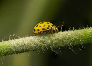 22-spot Ladybird