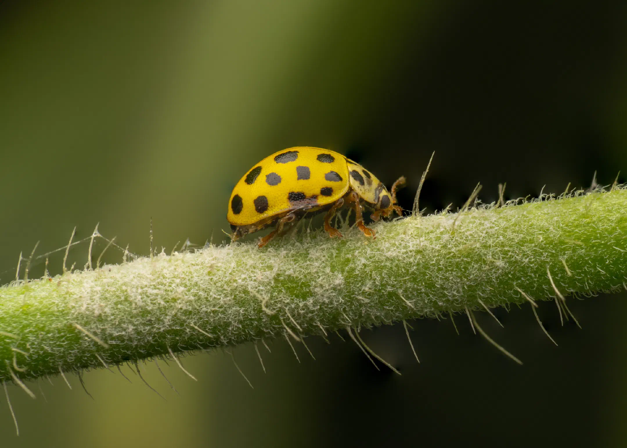 22-spot Ladybird | 22-spot Ladybird