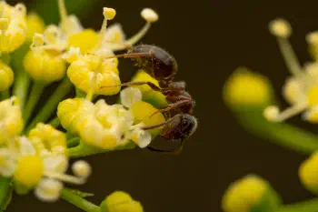 Black Garden Ant