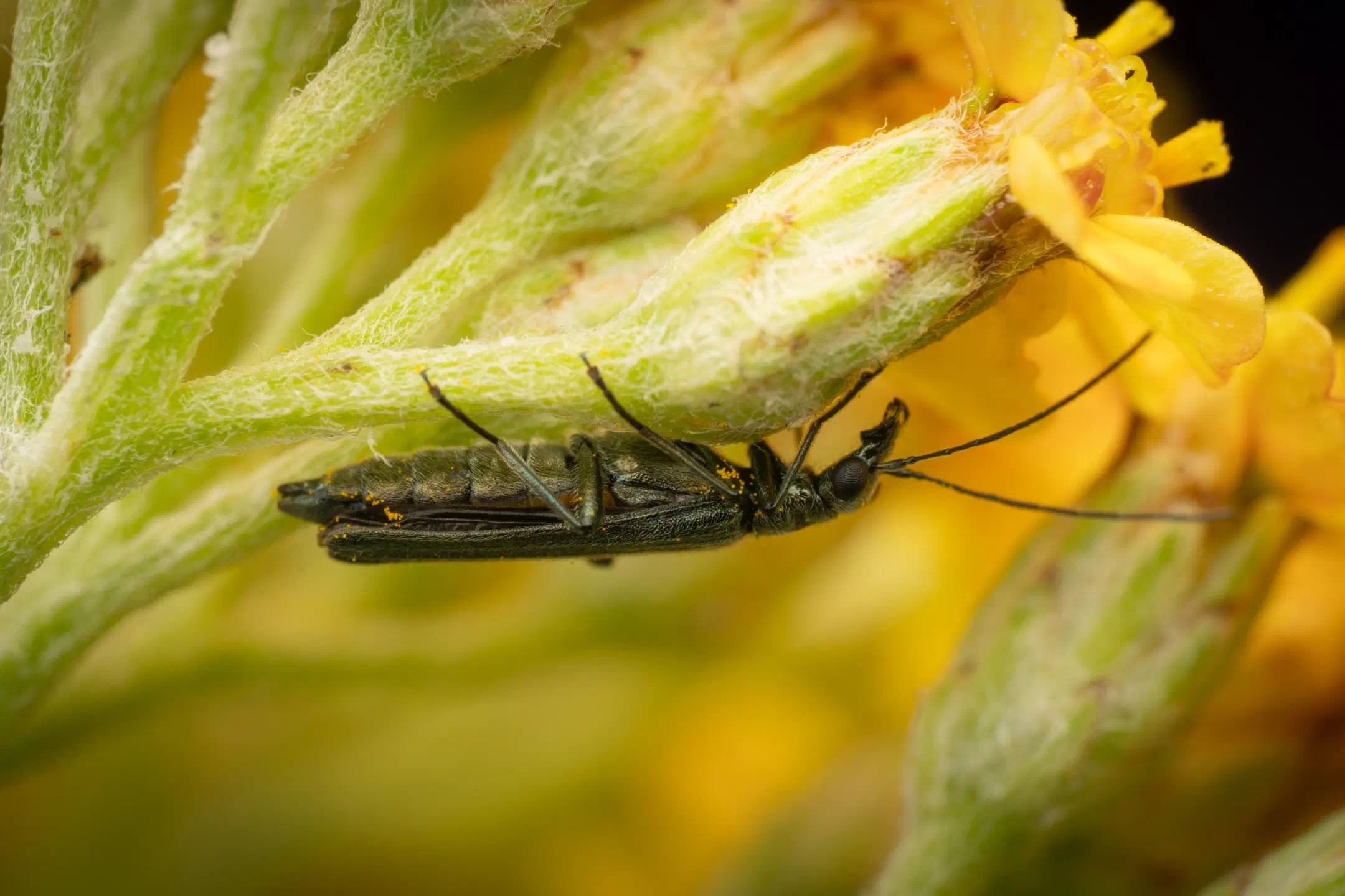 Oedemera virescens | Oedemera virescens