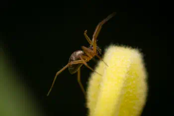 Garden Hammock Spider