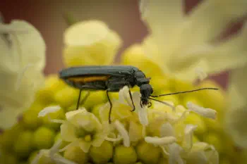 Greenish Oedemera