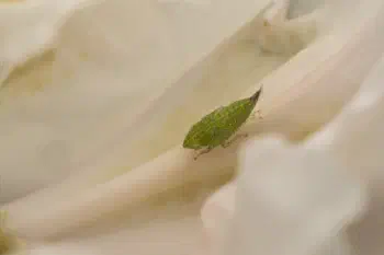 Privet Leafhopper