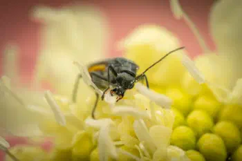 Greenish Oedemera