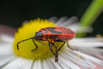 European Firebug