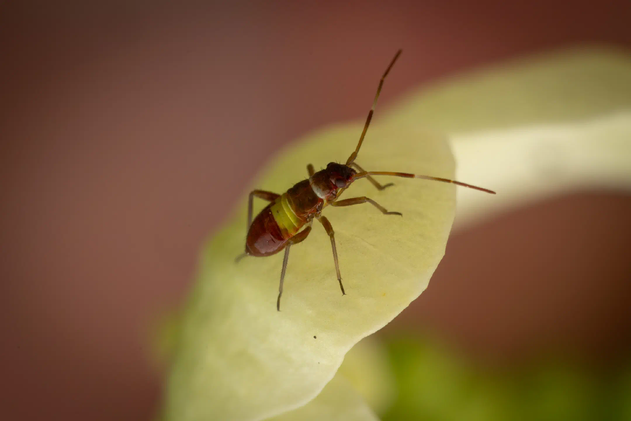 Closterotomus biclavatus | Closterotomus biclavatus
