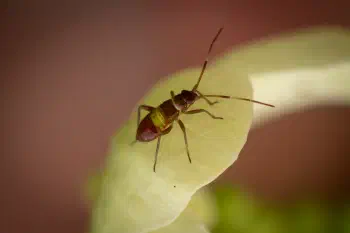 Closterotomus biclavatus